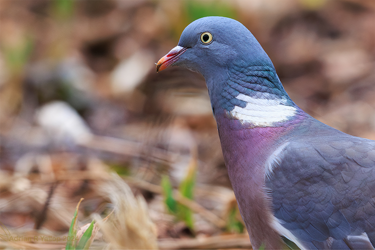 Rock Dove looking sharp
